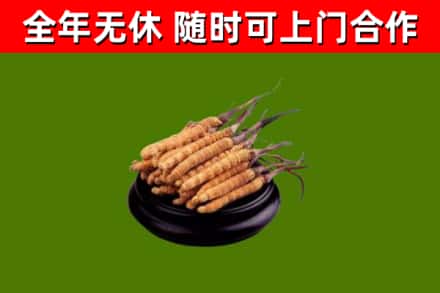武宣回收散虫草