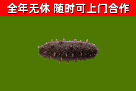 武宣回收海参干
